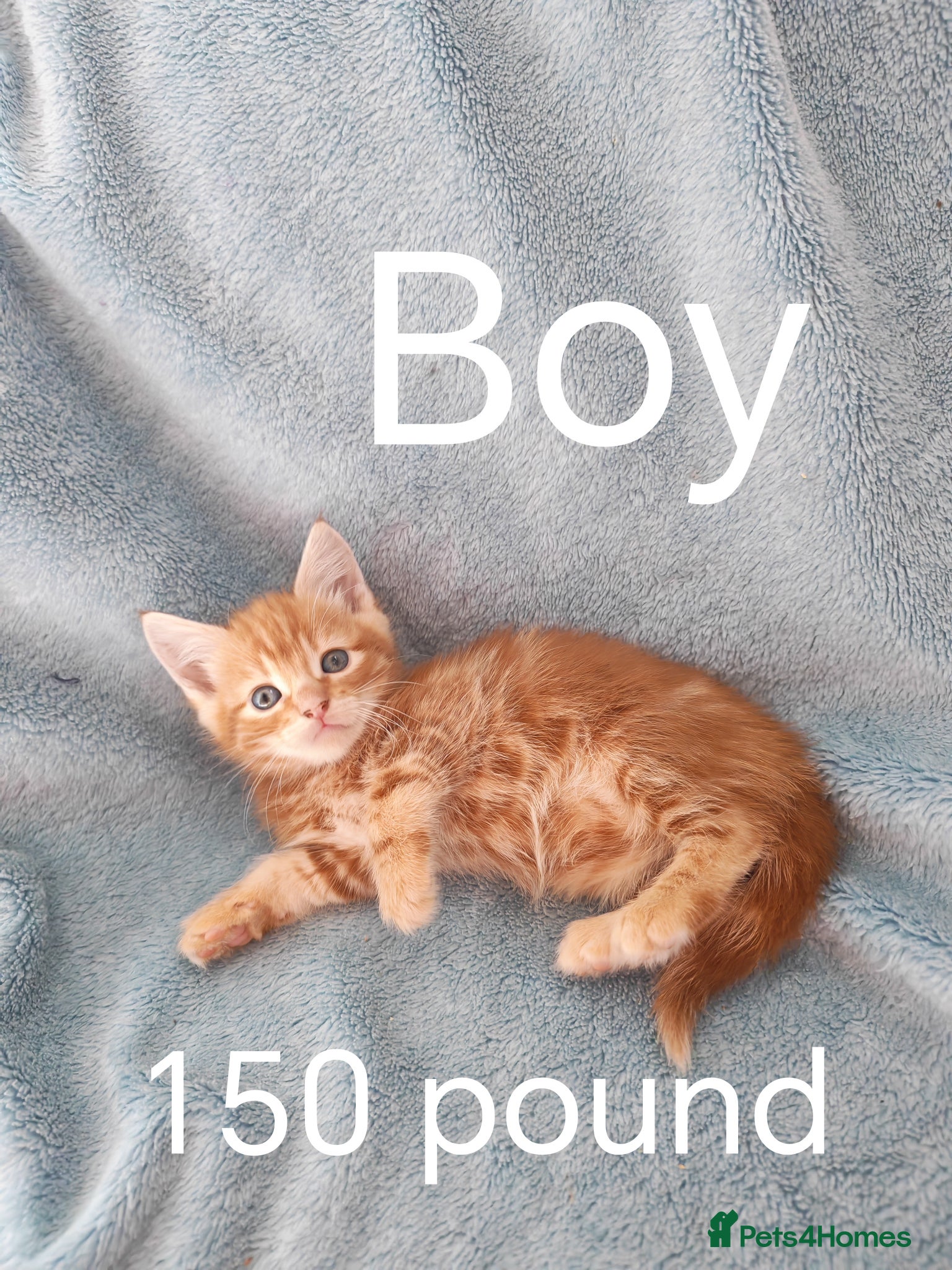 Mixed Breed cats KITTENS VIDEOS - Advert 2