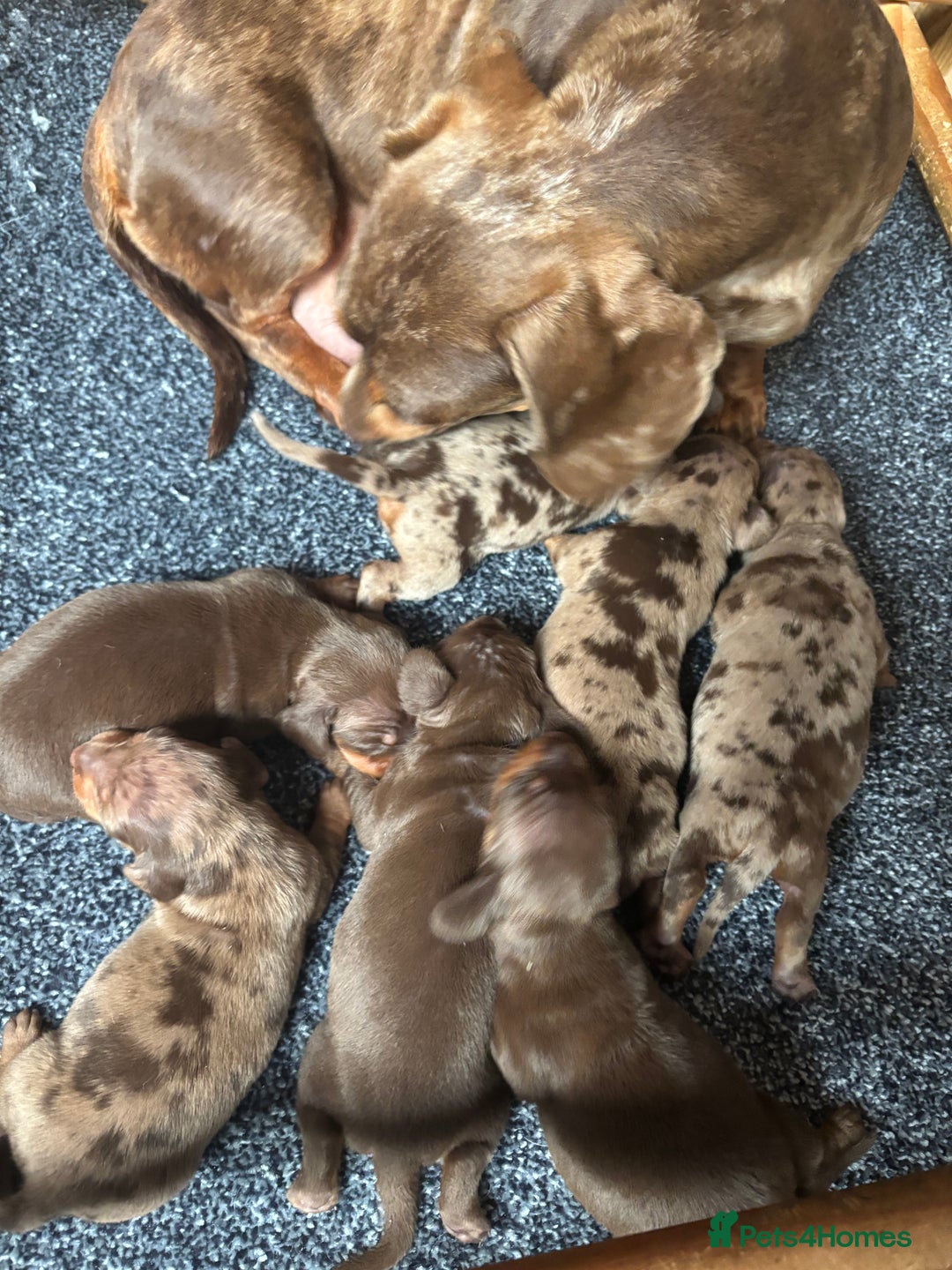 Dachshund dogs for sale: Miniature smooth coat dachshunds  - Image 9