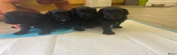 Cavapoo dogs for sale: ⭐️4 Stunning little black cavapoos⭐️ - Advert 4