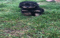 Poodle dogs for sale: Poodle  - Image 4