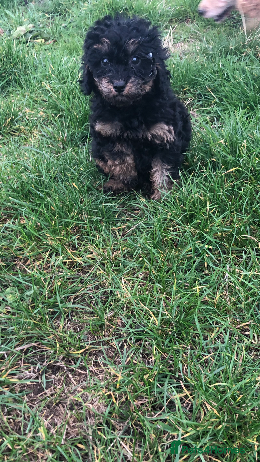 Poodle dogs for sale: Poodle  - Image 4