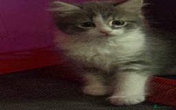 British Shorthair cats for sale: Last one left grey and white female  - Image 14