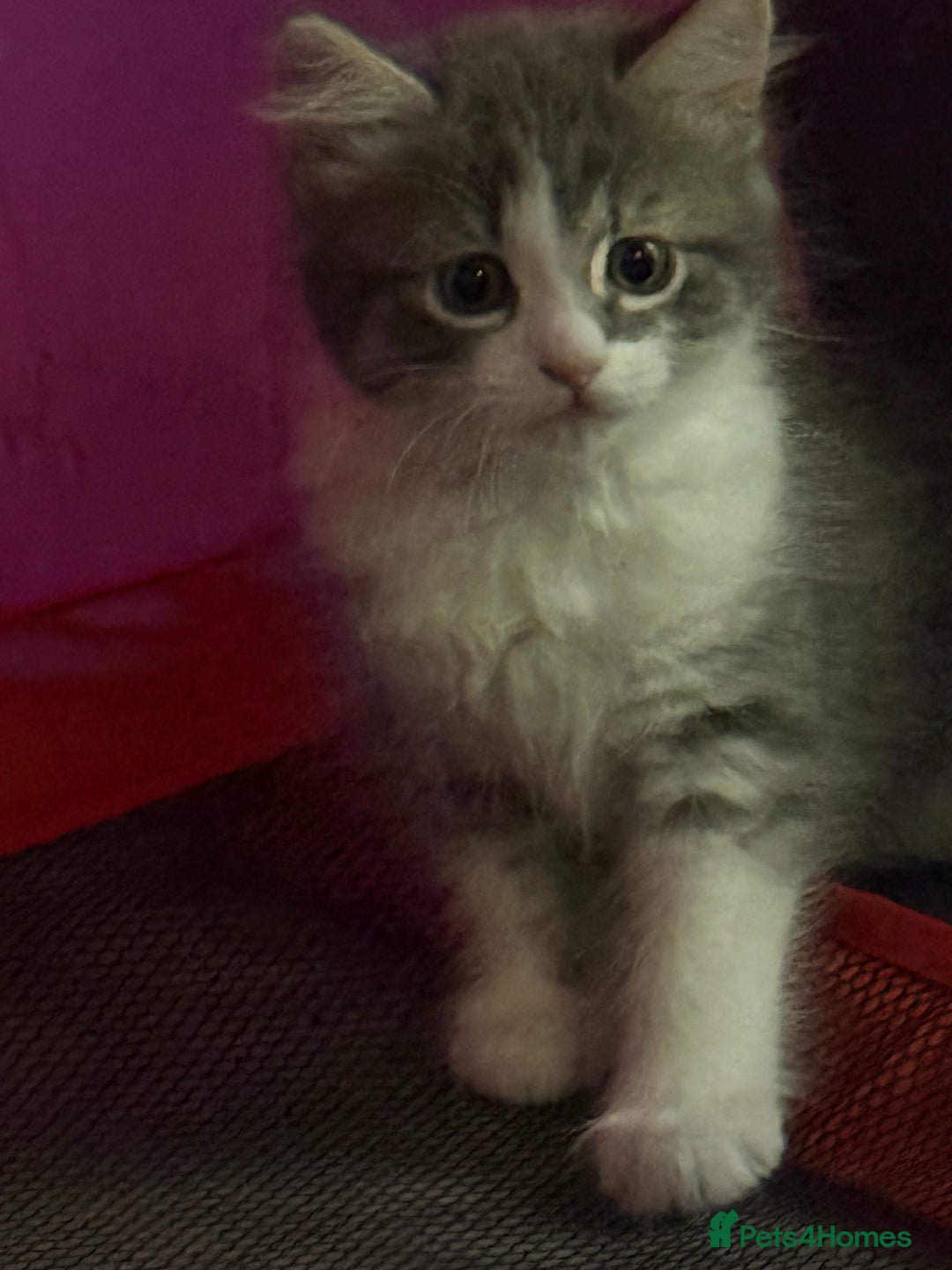 British Shorthair cats for sale: Last one left grey and white female  - Image 14