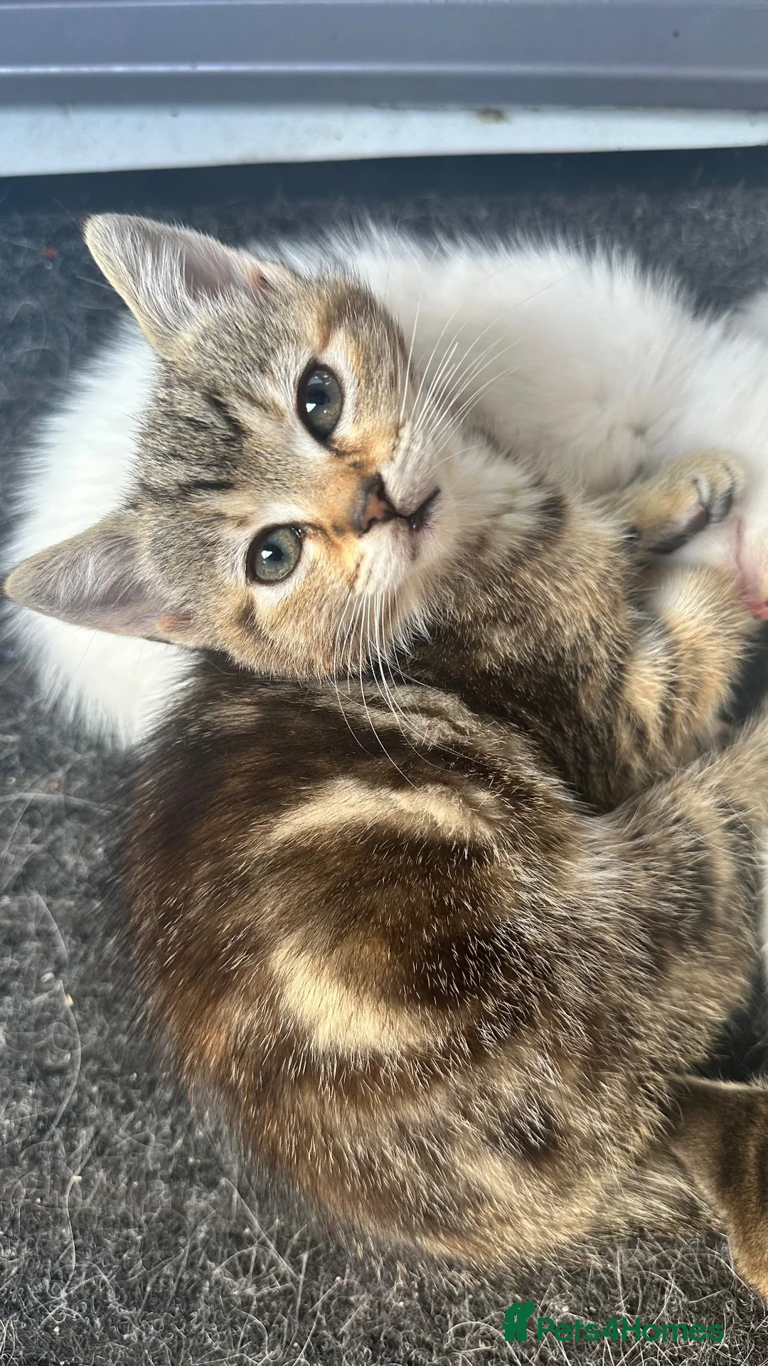 Mixed Breed cats for sale: Tabby & Tortoise Girl Kittens - Advert 2