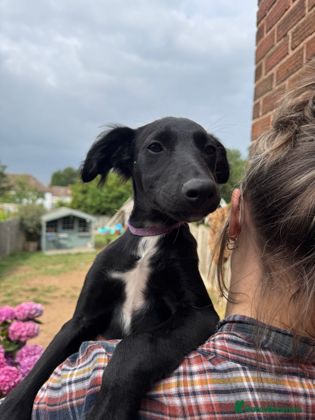 Mixed Breed dogs for sale: Saluki Lurcher pups - Image 2