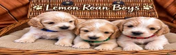 Cocker Spaniel dogs for sale: KC Registered Quality Show Type Cocker Spaniel  - Advert 3