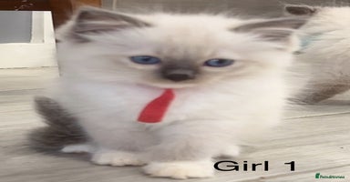 Ragdoll cats - Advert 3