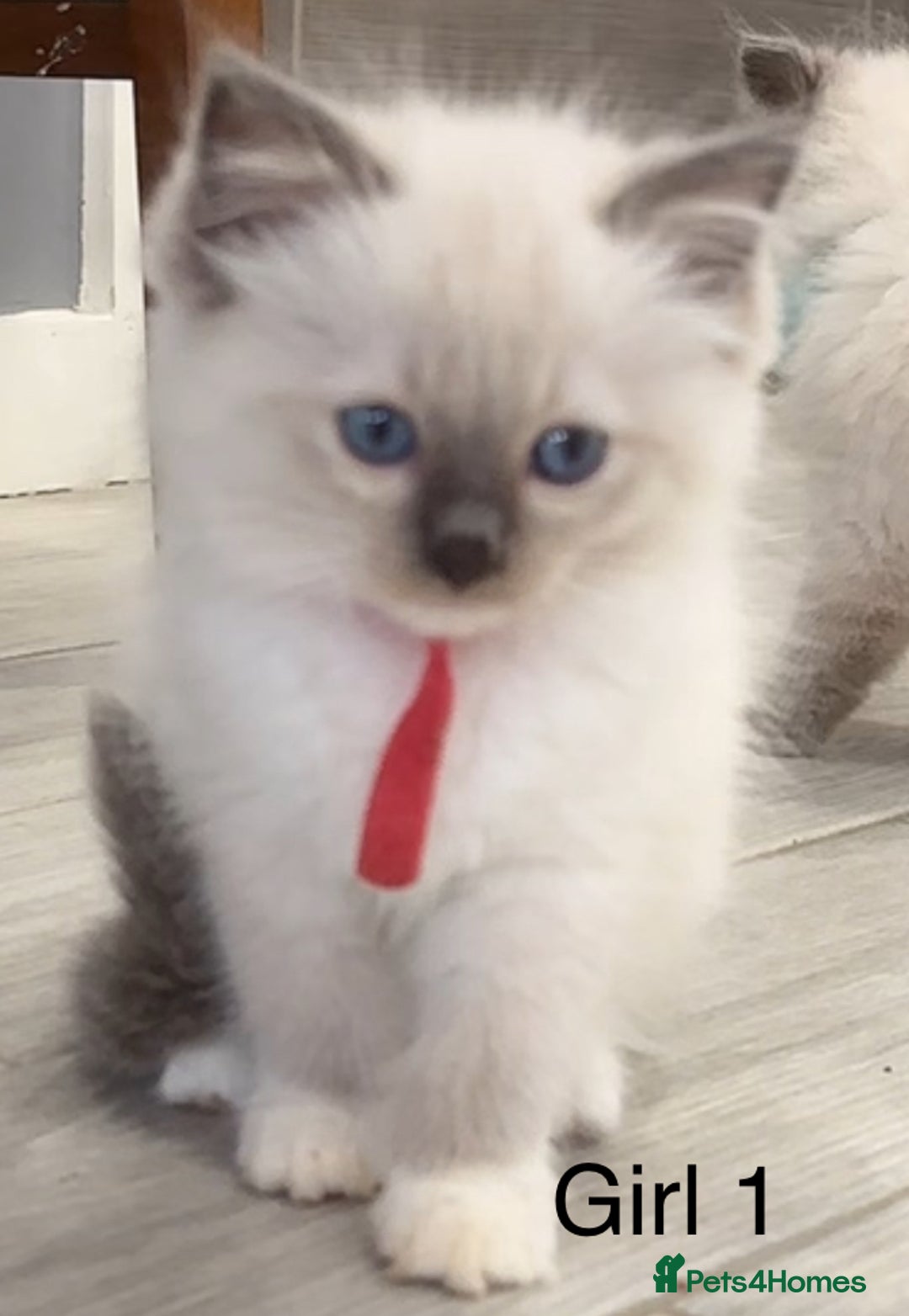Ragdoll cats for sale: 7 Ragdoll kittens for sale - Image 2