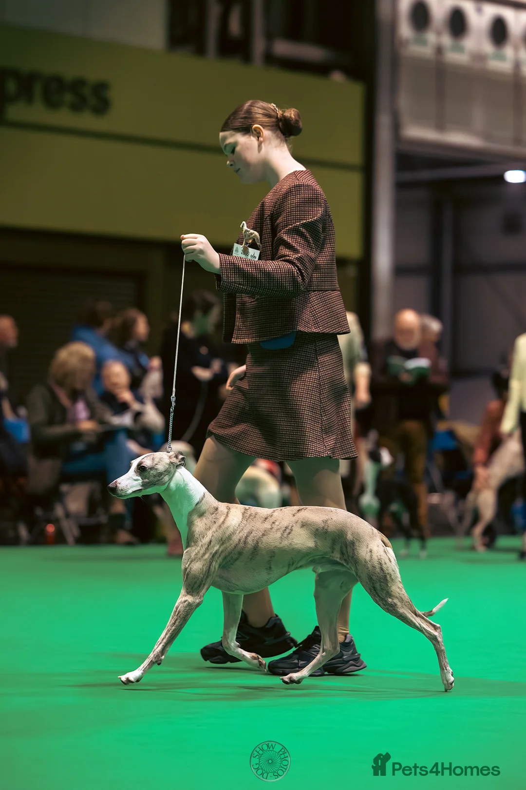 Whippet dogs for stud: Quality Whippet For Stud  - Advert 2