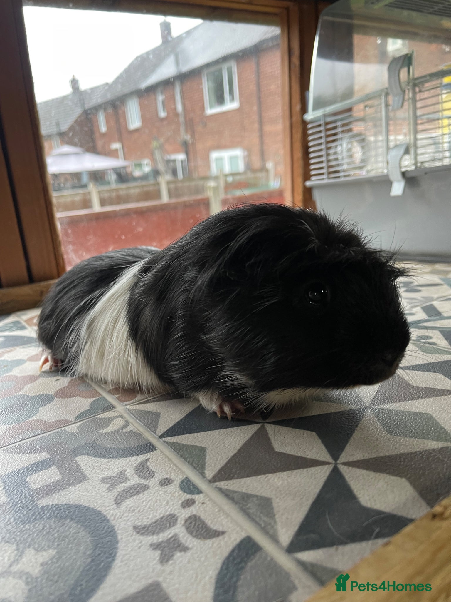 Guinea Pig rodents for sale: Guinea Pigs Looking For New Homes - Advert 10