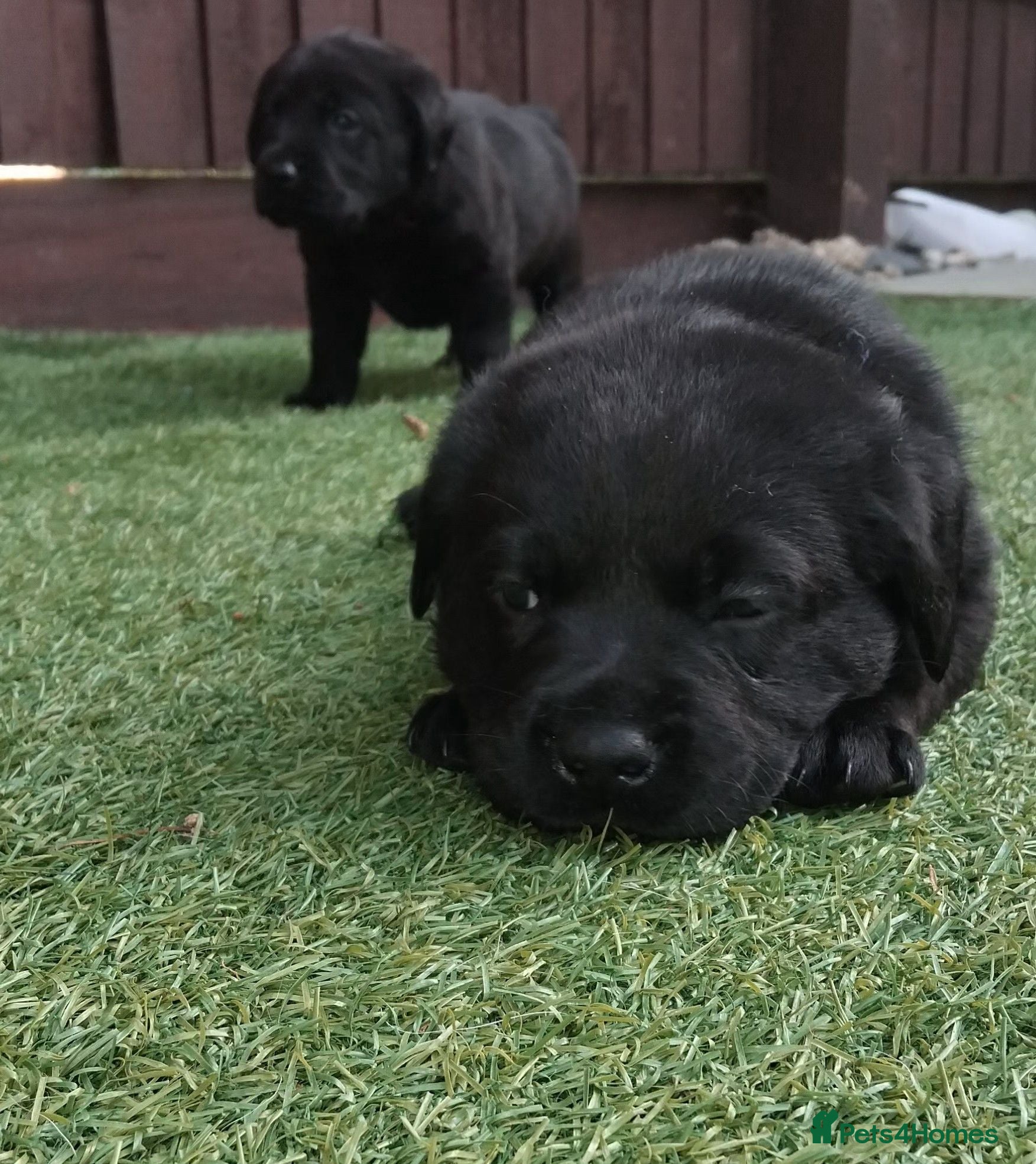Labrador Retriever dogs 🖤 KC REGISTERED BLACK LABRADOR PUPPIES 🖤 - Advert 14