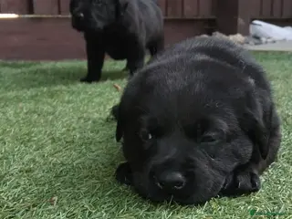 Labrador Retriever dogs 🖤 KC REGISTERED BLACK LABRADOR PUPPIES 🖤 - Advert 14