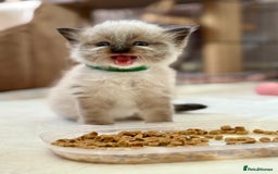 Ragdoll cats for sale: Beautiful Ragdoll kittens - Image 5