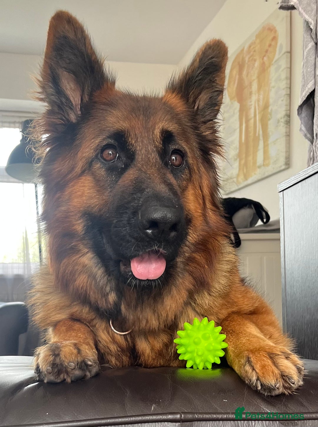 German Shepherd dogs for sale: Top Quality GSD puppies available  - Image 3