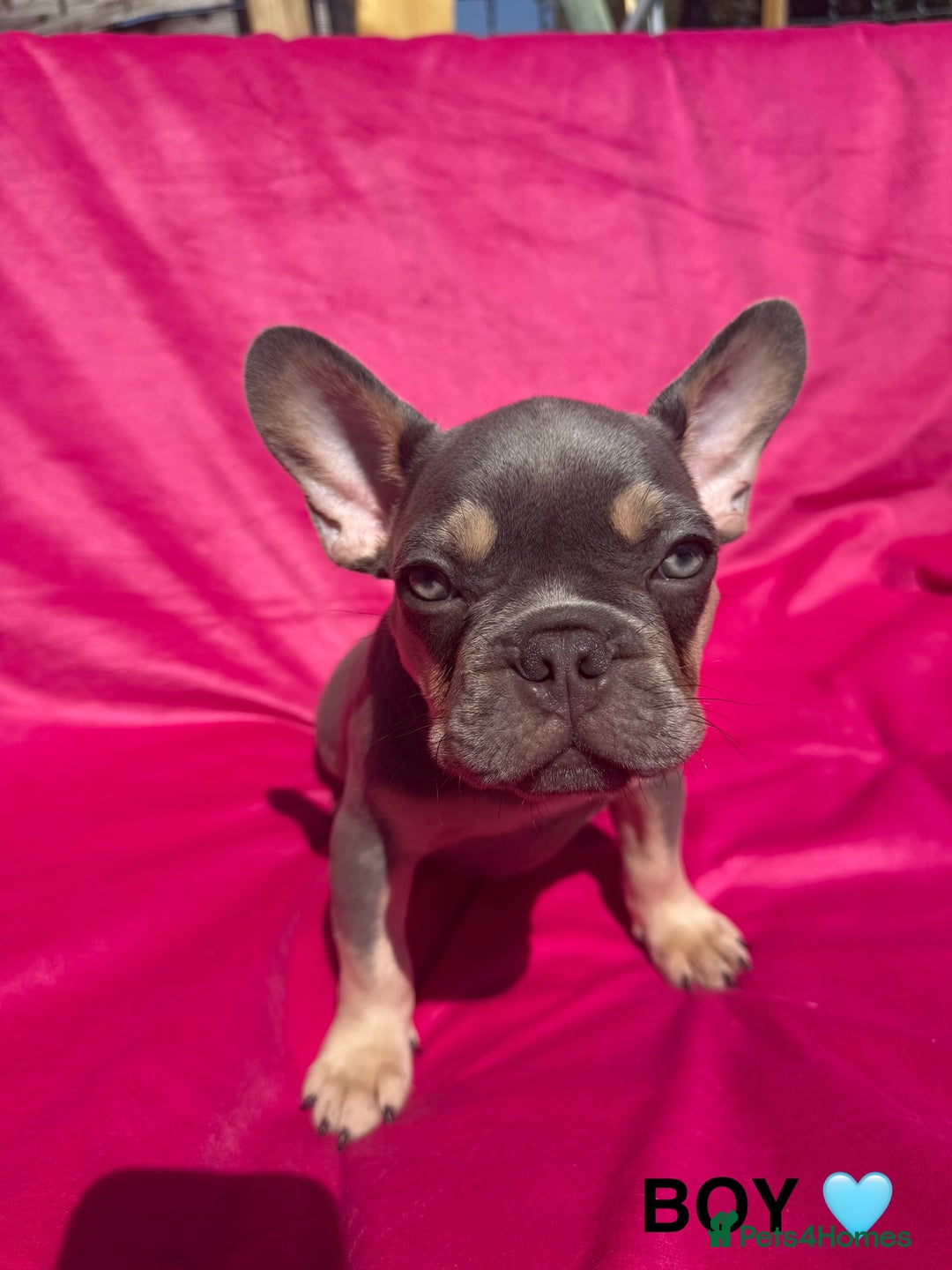 French Bulldog dogs for sale: 🔥READY TODAY Quality KC French Bulldog Puppies✨🔥 - Image 2
