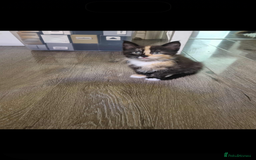 British Longhair cats for sale: Kittens for sale - Image 1