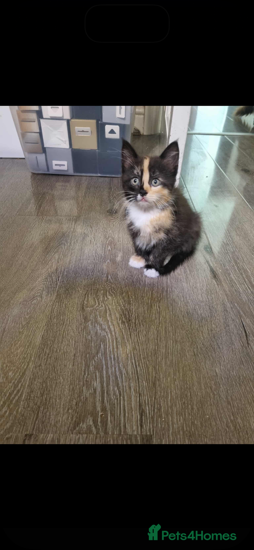 British Longhair cats for sale: Kittens for sale - Image 1
