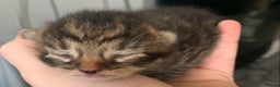 Mixed Breed cats for sale: Lovely fluffy playful kittens  - Advert 14