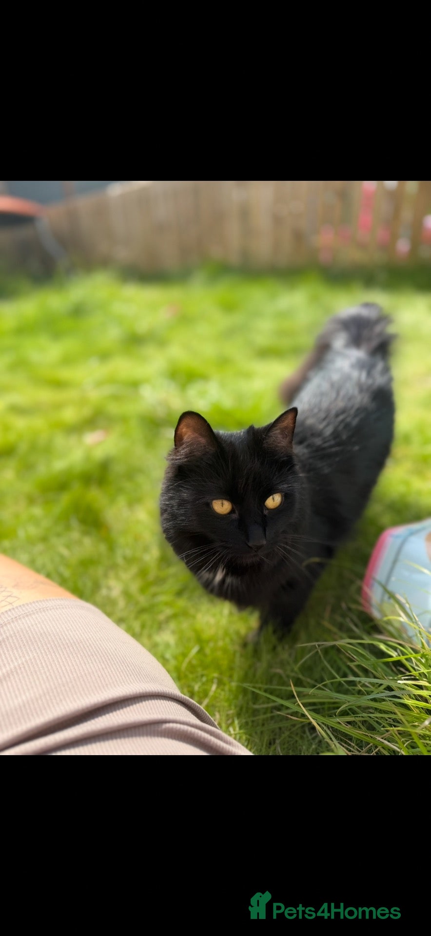Mixed Breed cats for sale: 3 beautiful kittens  - Advert 1