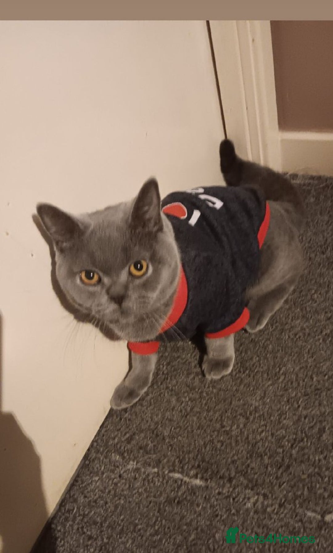 British Shorthair cats for sale: Beautiful bsh kittens - Advert 6