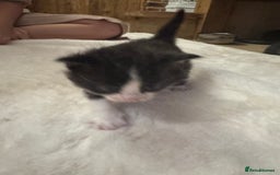 Ragdoll cats for sale: Half ragdoll stunningly marked kittens  - Image 19