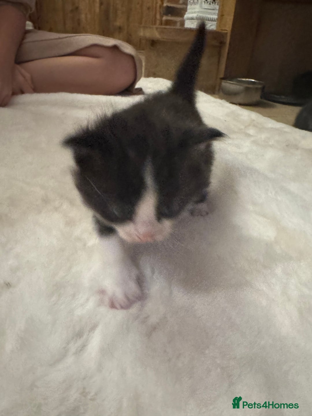 Ragdoll cats for sale: Half ragdoll stunningly marked kittens  - Image 19