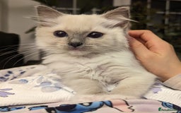 Ragdoll cats for sale: Last Gorgeous Ragdoll kitten - Image 11