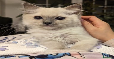 Ragdoll cats - Advert 3