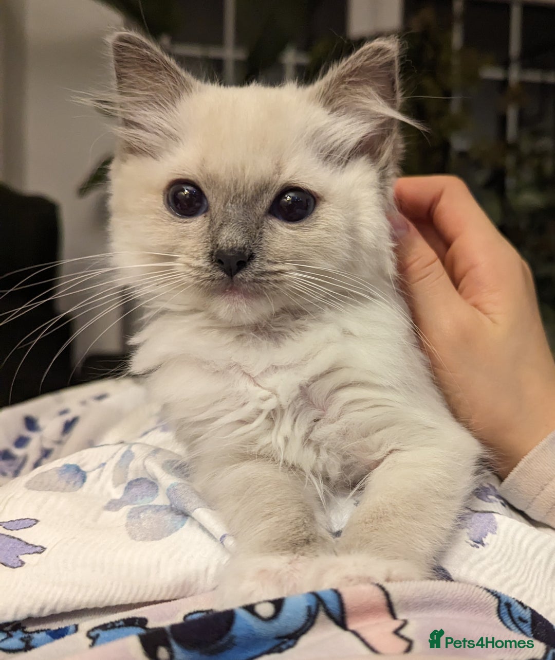 Ragdoll cats for sale: Last Gorgeous Ragdoll kitten - Image 11