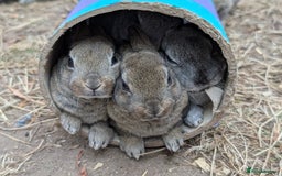 Rex rabbits for sale: Standard Rex babies ready 16/9 - Image 6