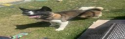 Akita dogs for sale: American Akita  in Whitstable - Advert 7