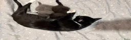 Mixed Breed cats for sale: X2 kittens looking for homes in Aylesbury - Advert 3