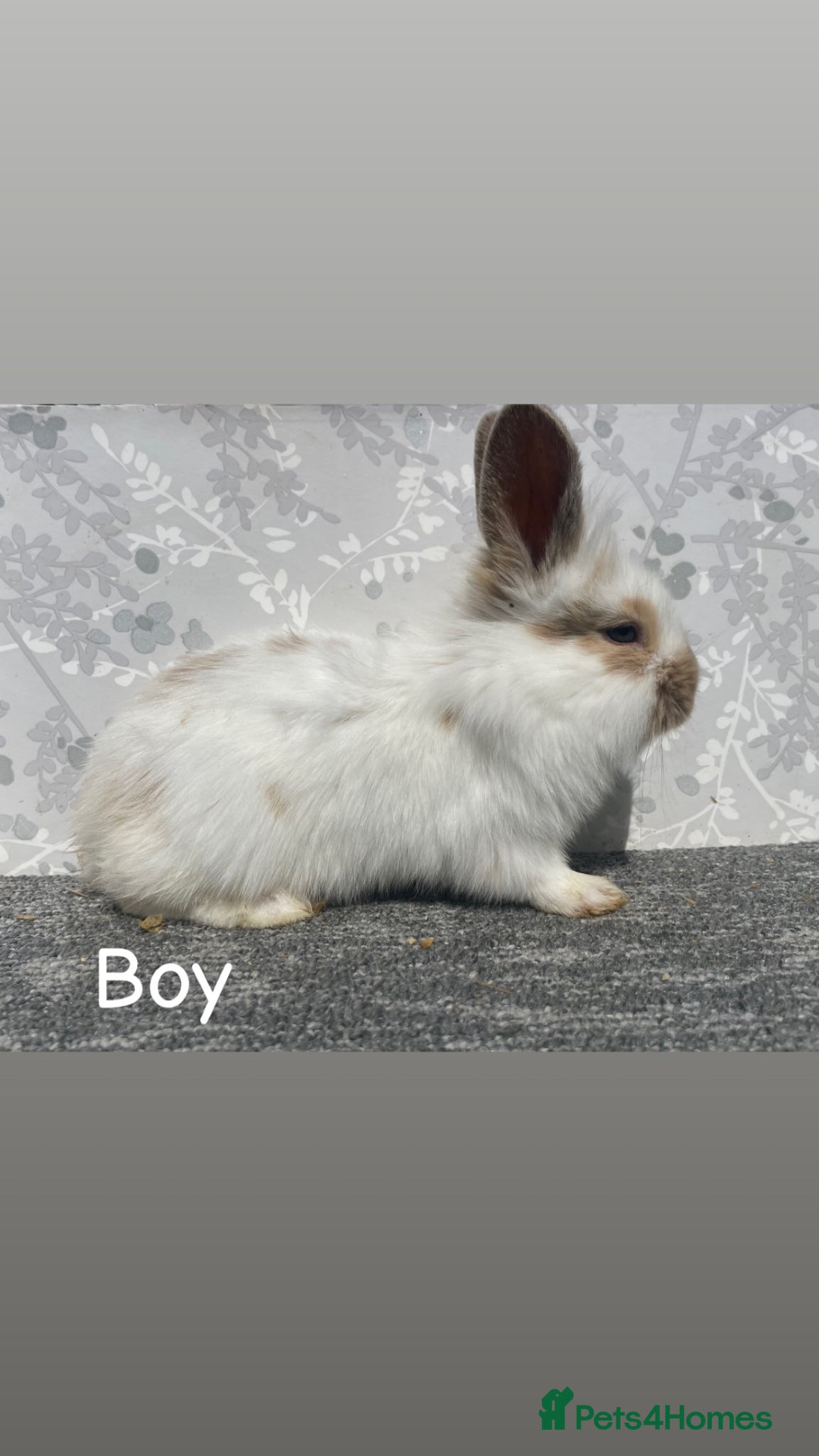 English Spot rabbits English spot x lionhead  - Advert 1