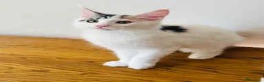 Maine Coon 1