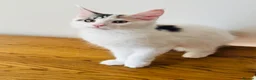 Maine Coon cats for sale: Pure bred Maine coon Kittens  - Advert 21