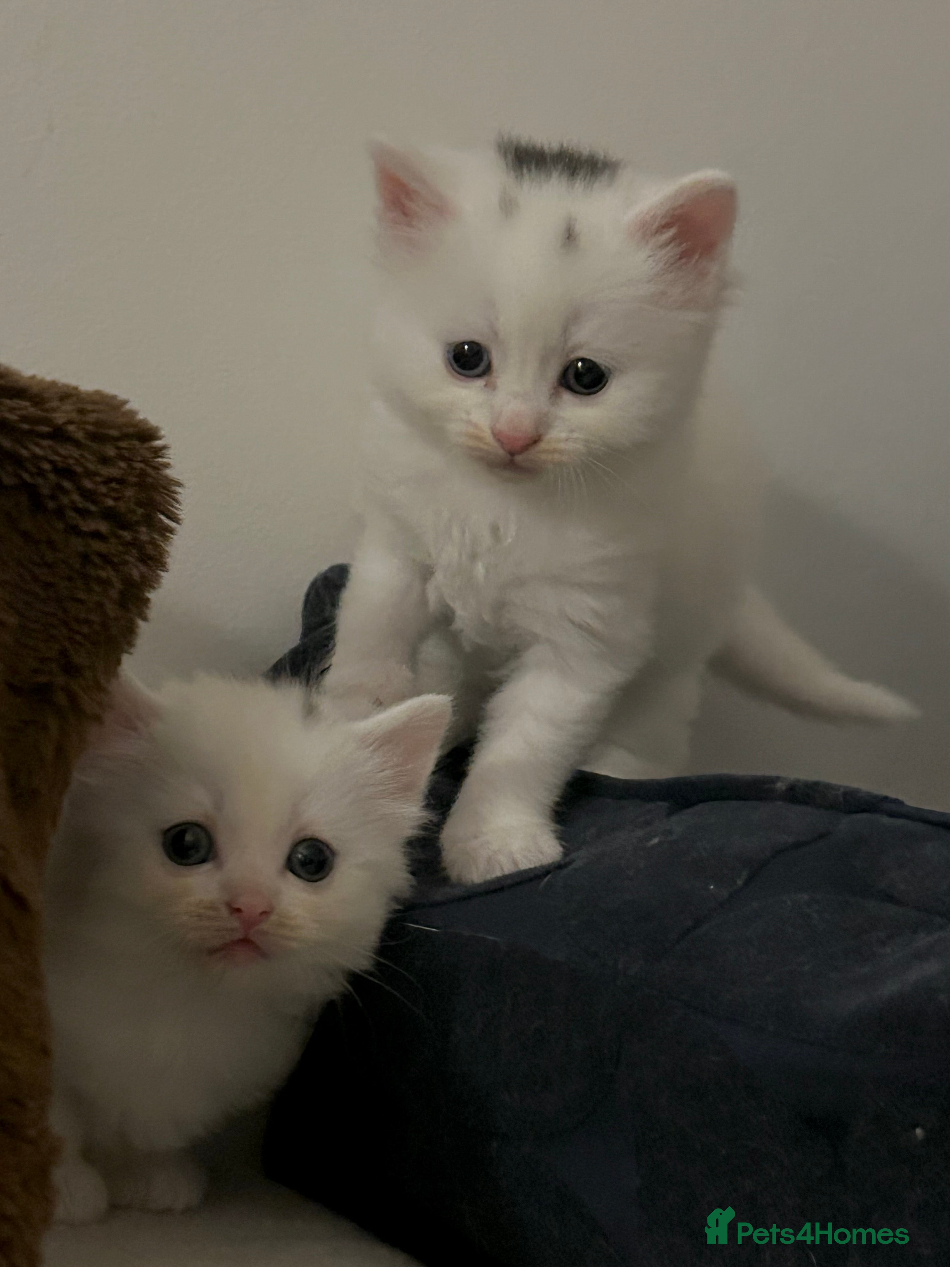 Ragdoll cats RAGDOLL X RUSSIAN WHITE kittens  - Advert 12