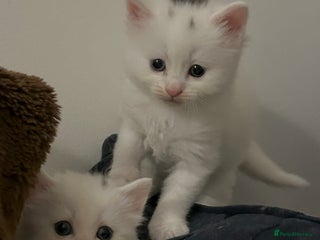 Ragdoll cats RAGDOLL X RUSSIAN WHITE kittens - Advert 12