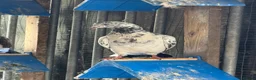 Pigeons birds for sale: Pakistani high flyers  - Advert 8