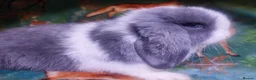 Mini Lop rabbits for sale: Baby Mini Lops - Advert 1