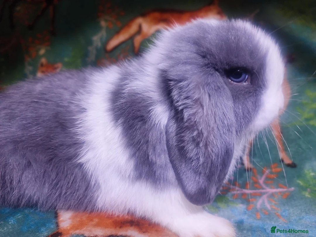 Mini Lop rabbits for sale: Baby Mini Lops - Advert 1