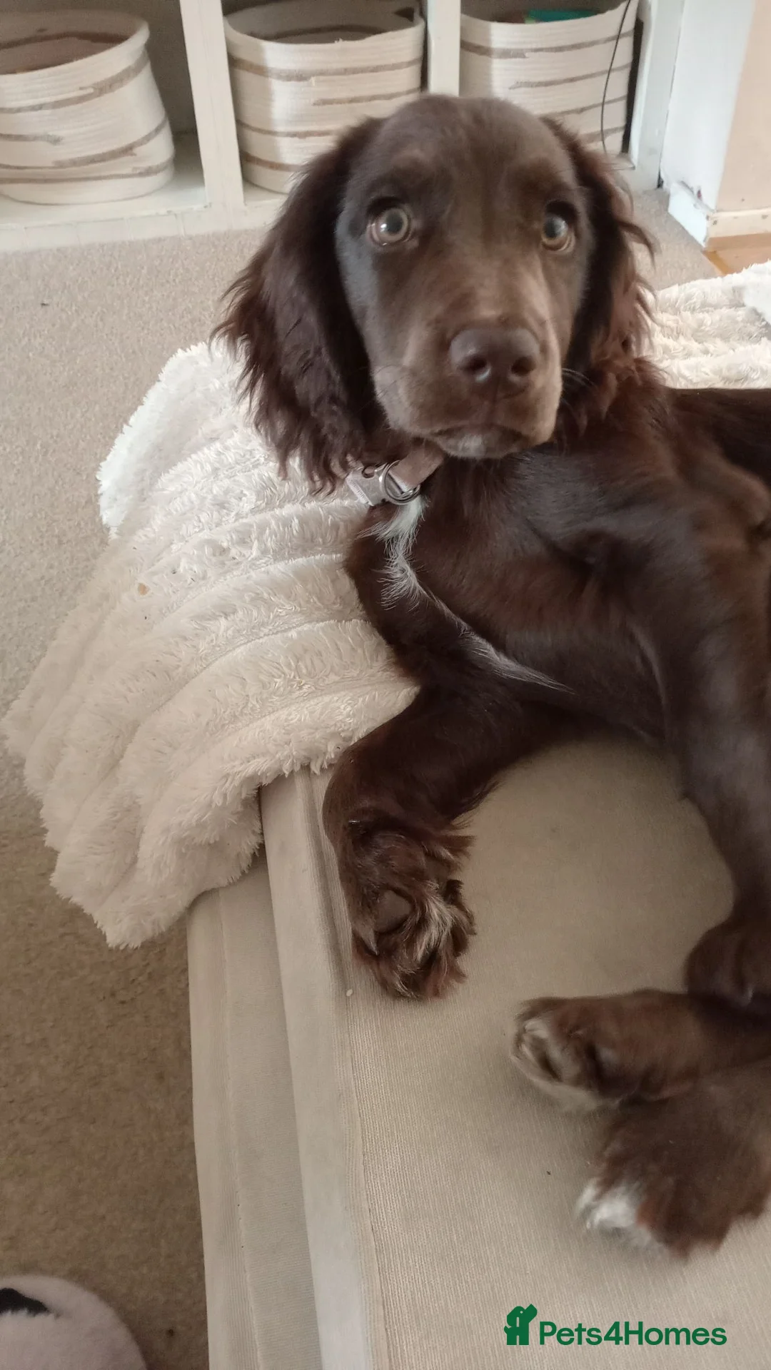 Cocker Spaniel dogs for sale: Liver cocker spaniel puppy girl  - Advert 1