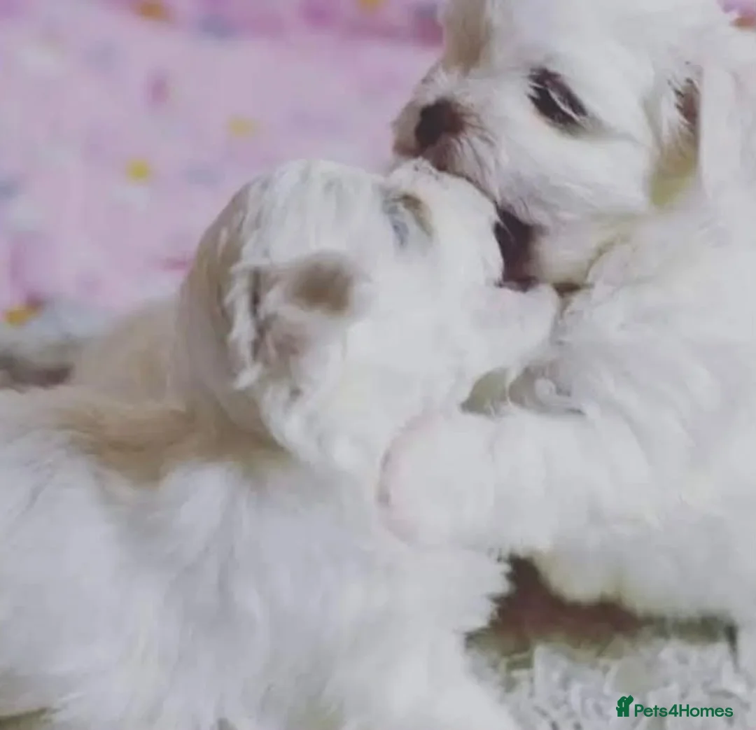Maltese dogs for stud: 🐶 STUD SERVICE – KOREAN MALTESE BOY 🐶 - Advert 2