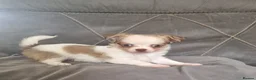 Chihuahua dogs for sale: Longhaired chihuahua puppies  - Advert 6