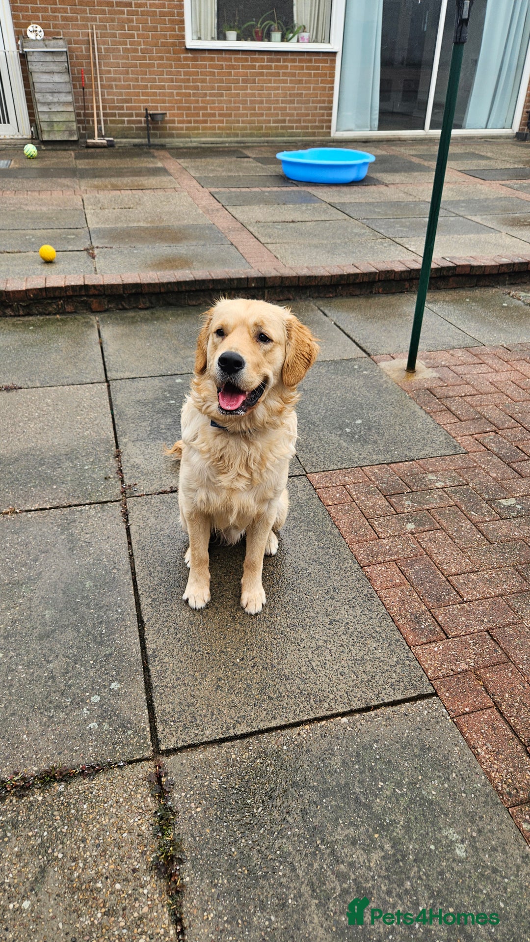 Golden Retriever dogs for stud: 2 dog for stud - Image 6