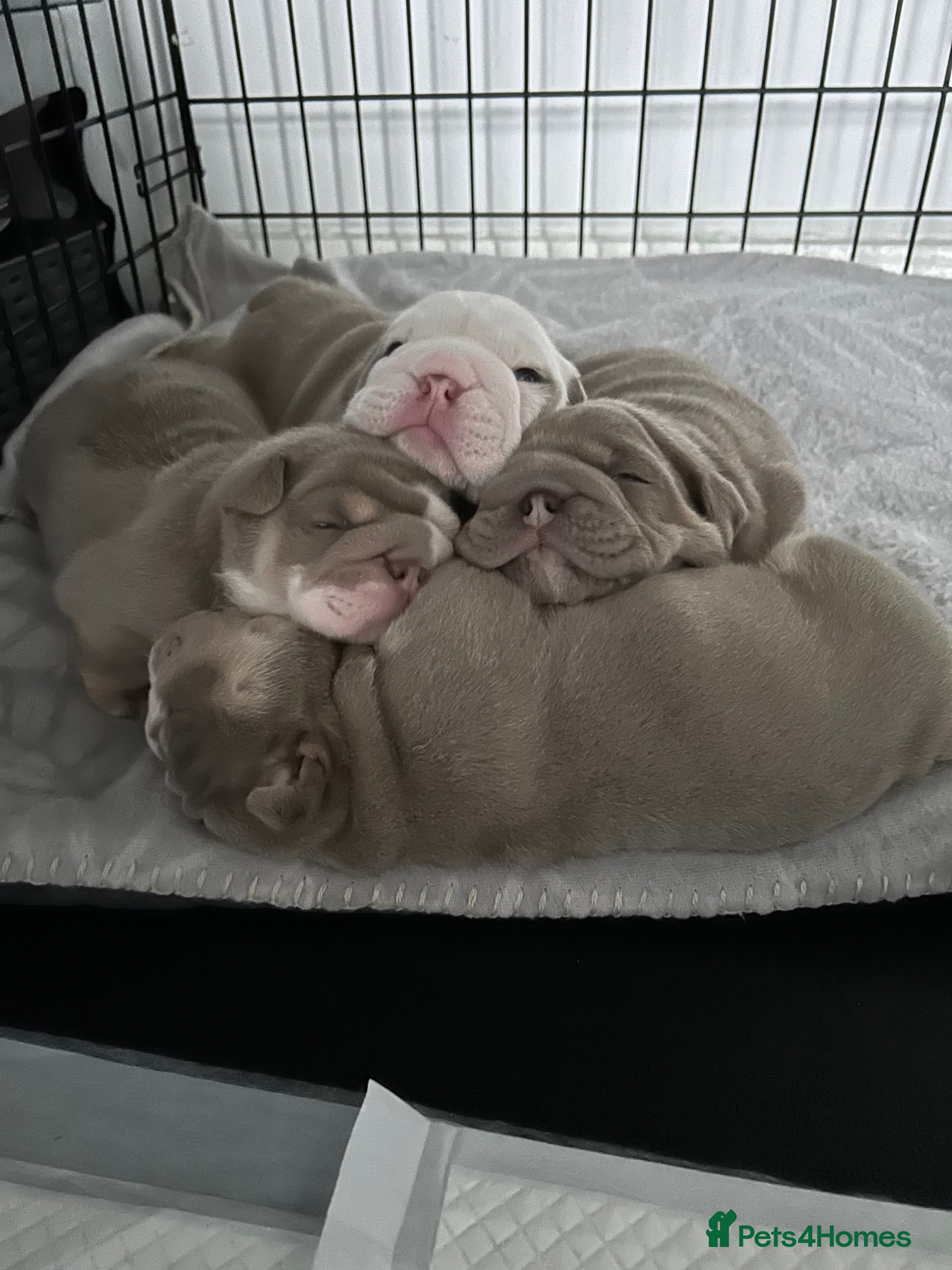 English Bulldog dogs 4 beautiful strong puppies - Advert 12