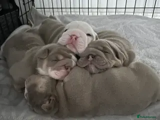 English Bulldog dogs 4 beautiful strong puppies - Advert 12