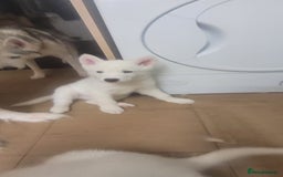 Siberian Husky dogs for sale: Husky puppies for sale 9 weeks old  - Image 2