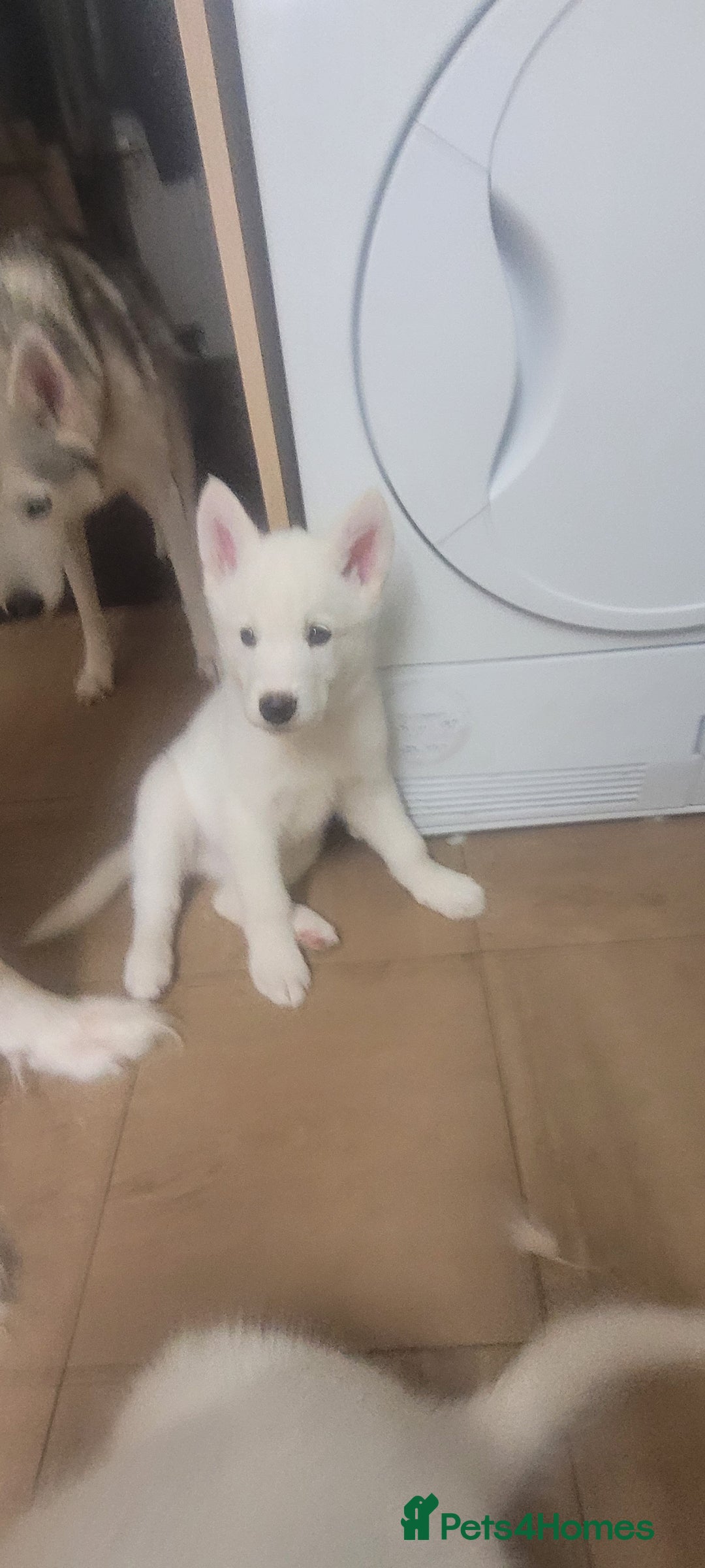 Siberian Husky dogs for sale: Husky puppies for sale 9 weeks old  - Image 2