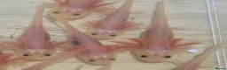 Axolotl reptiles for sale: Lucy Albino Babies 4 months-£20 and 2 months-£10 - Advert 6