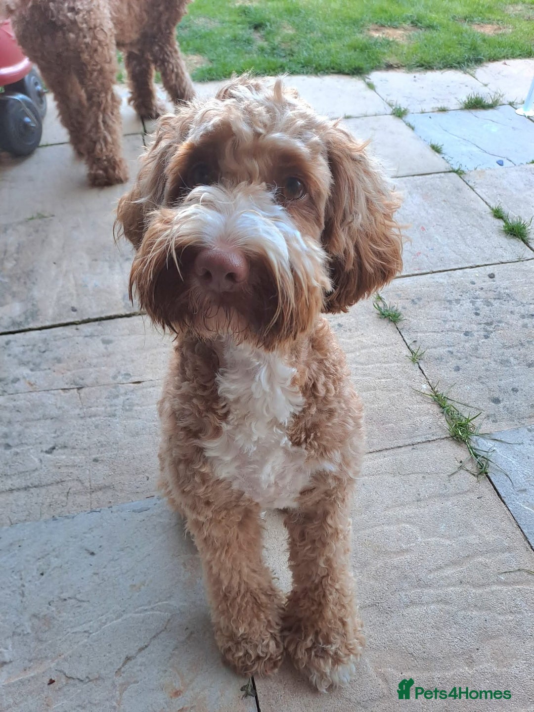 Australian Labradoodle dogs for sale: Litter due soon! - Advert 3